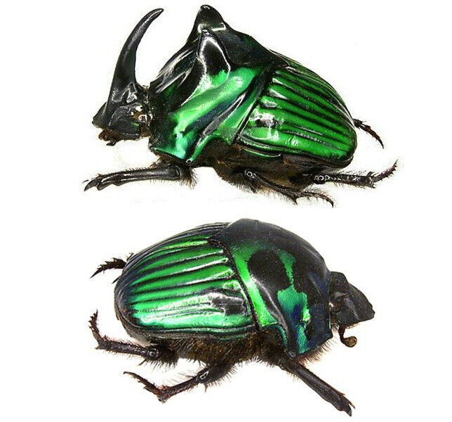 Oxysternon conspicillatum green dung beetle pair male female unmounted packaged