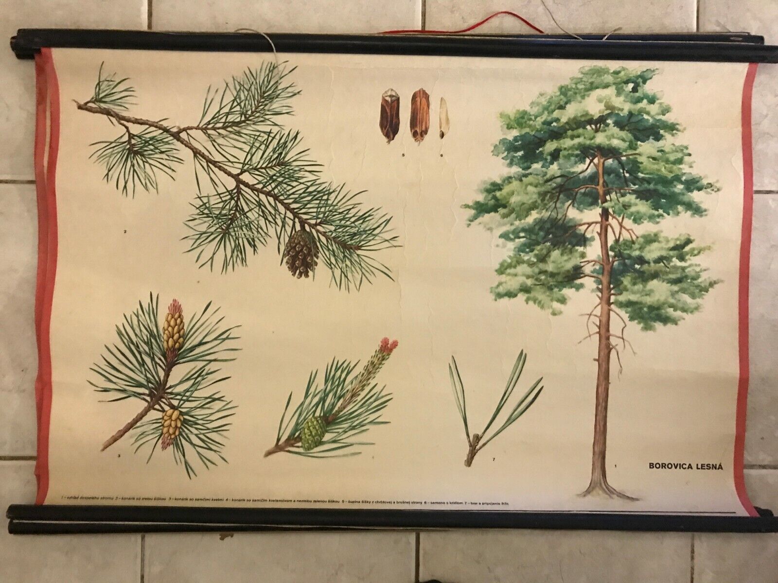 Original botanical school chart of Pine forest