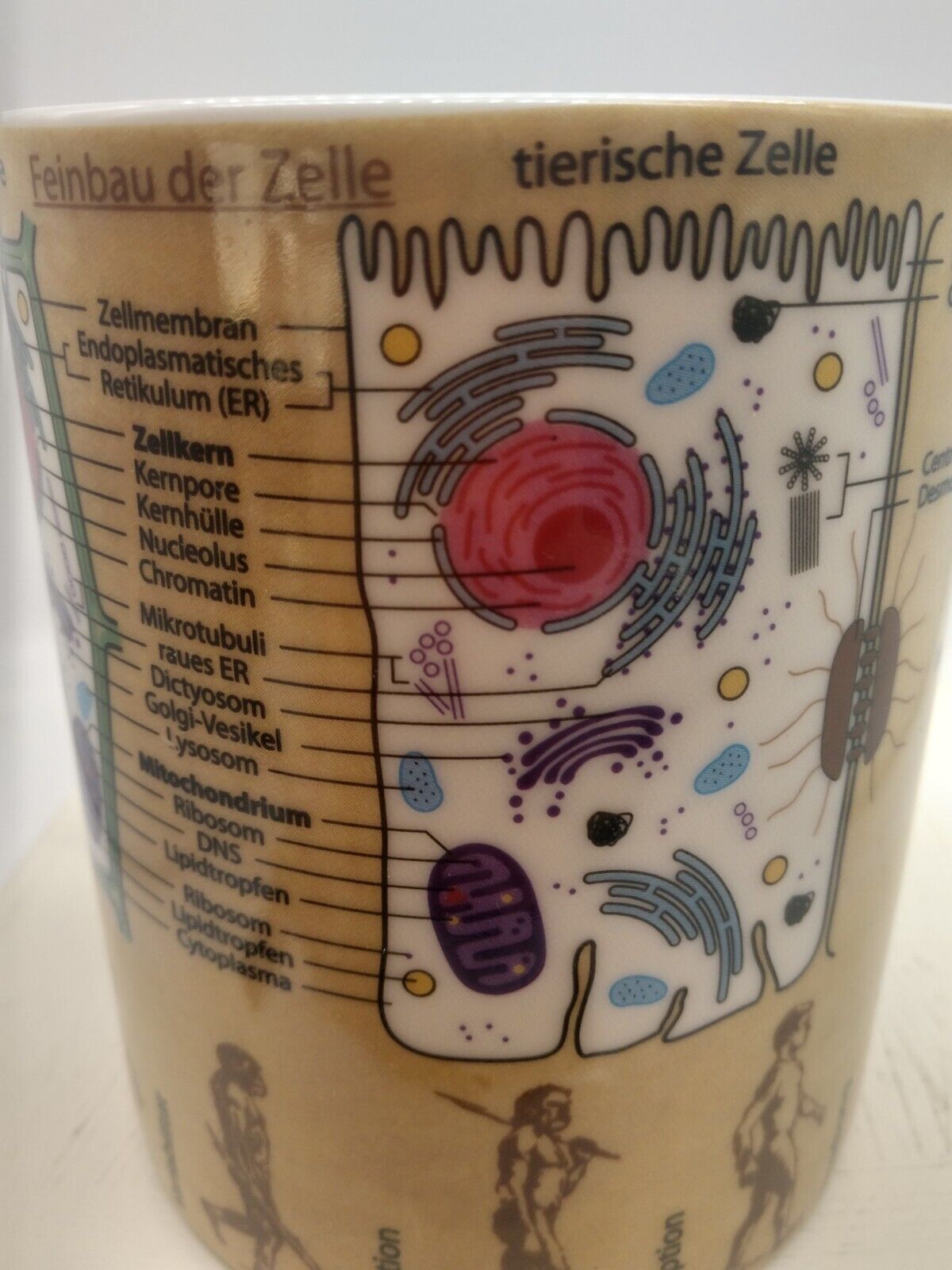 Coffee Mug by Konitz Knowledge  Biology DNA Photosynthesis German 12  fl. oz.