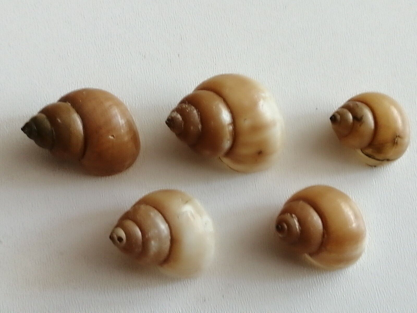 Freshwater Shells Filopaludina javanica 5 pieces snail