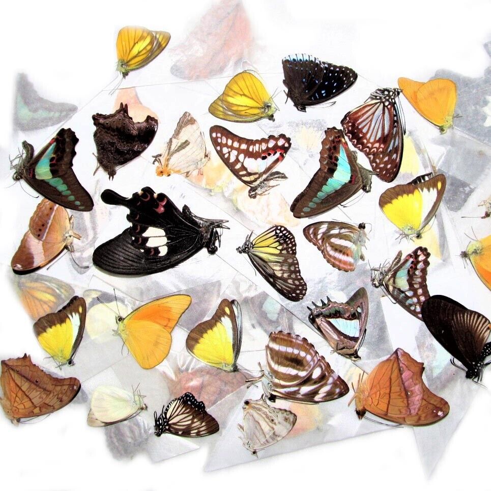 100 BUTTERFLIES MOTHS UNMOUNTED WINGS CLOSED WHOLESALE LOT MIX COLLECTION