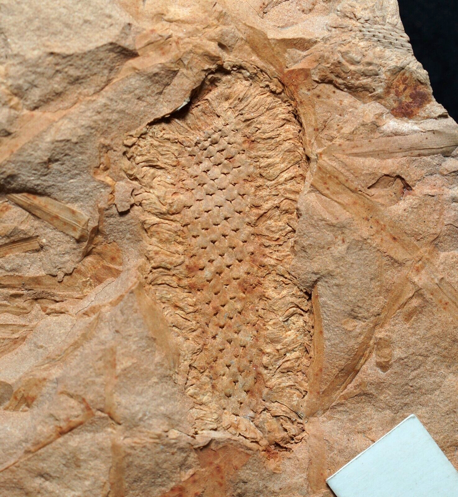 Rare Carboniferous cone fossil plant Ulostrobus Ulodendron majus fossil cone 