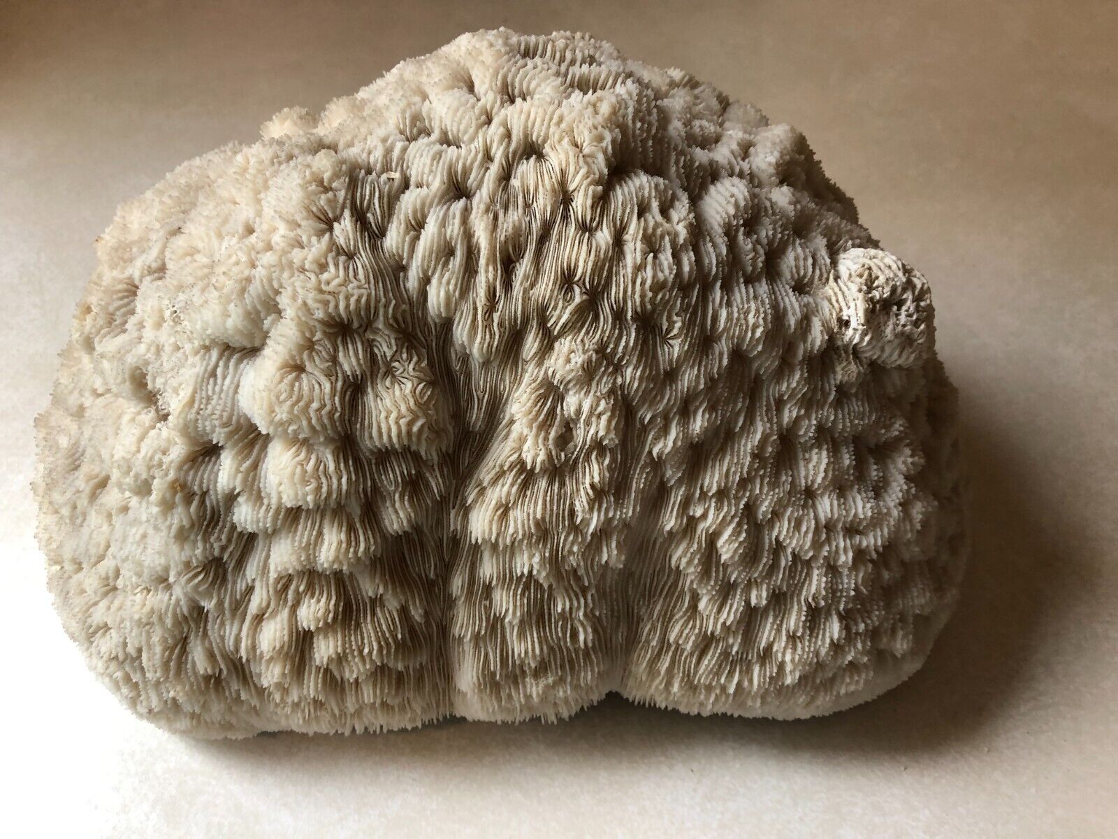 Vintage Unusual Large Natural Ocean Reef Coral 10 x 6-1/2 x 5\