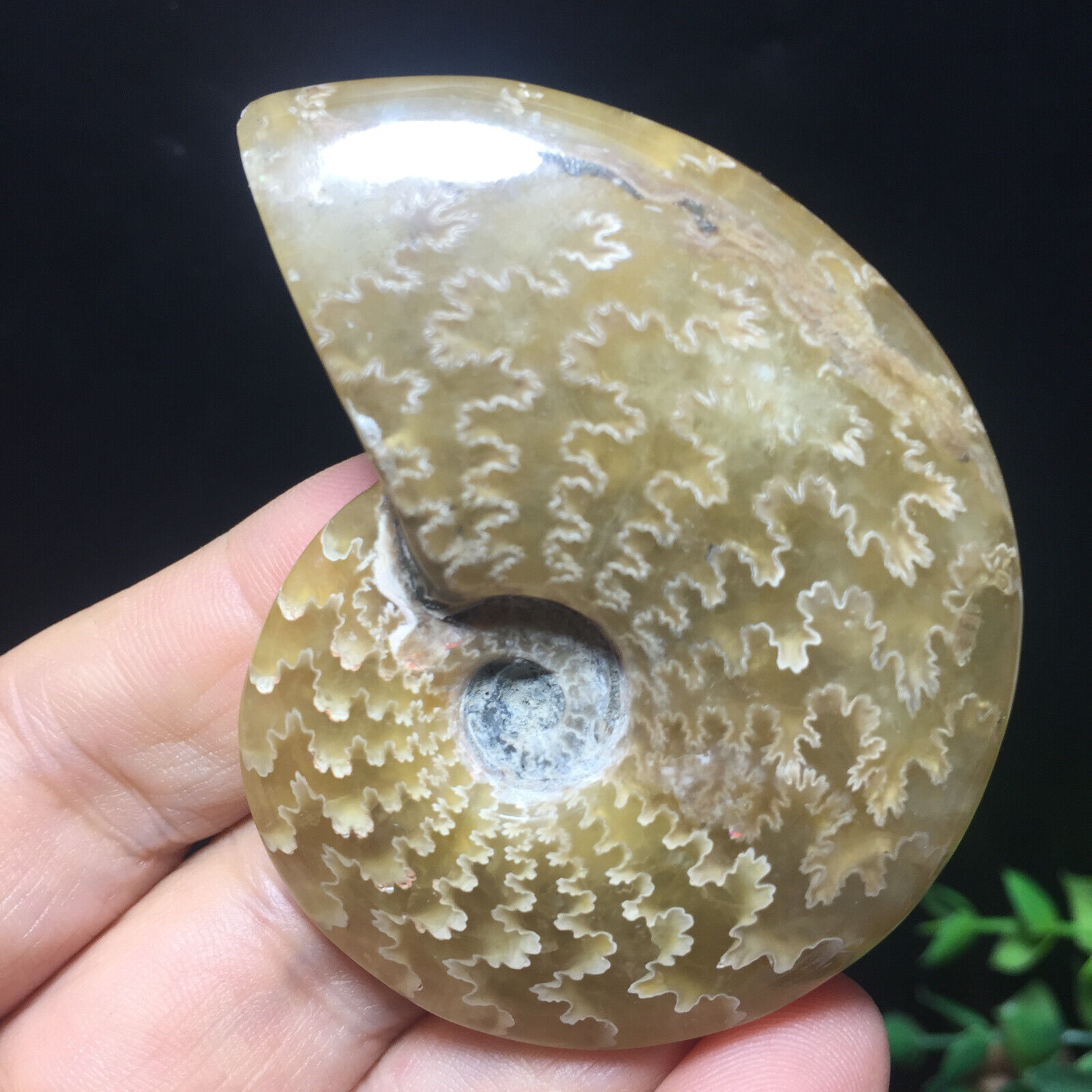 50g Natural polishing conch ammonite fossil specimens of Madagascar 162