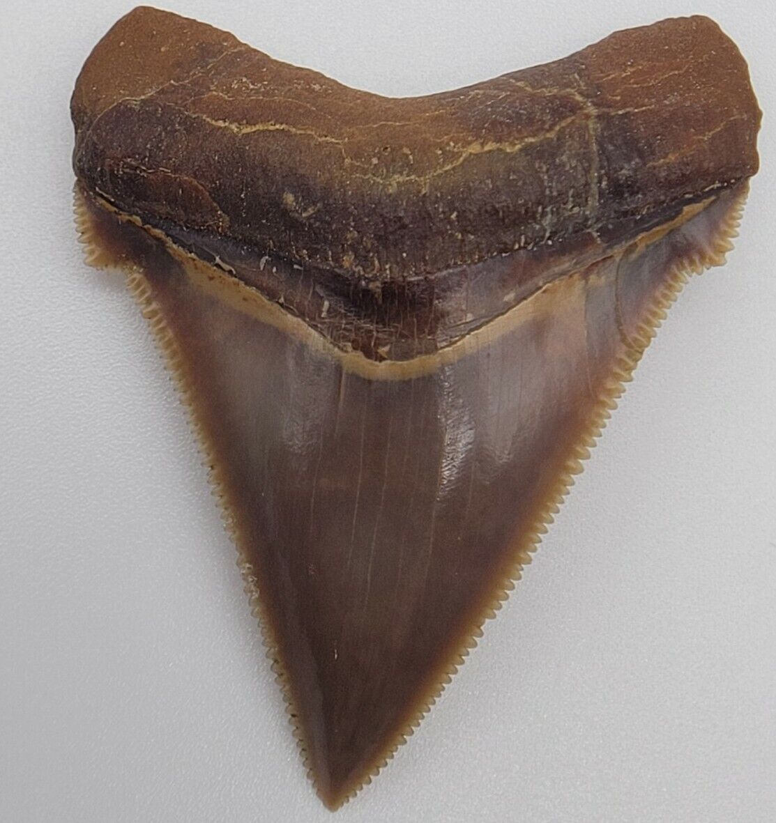 Peru Chubutensis shark tooth fossil Megalodon