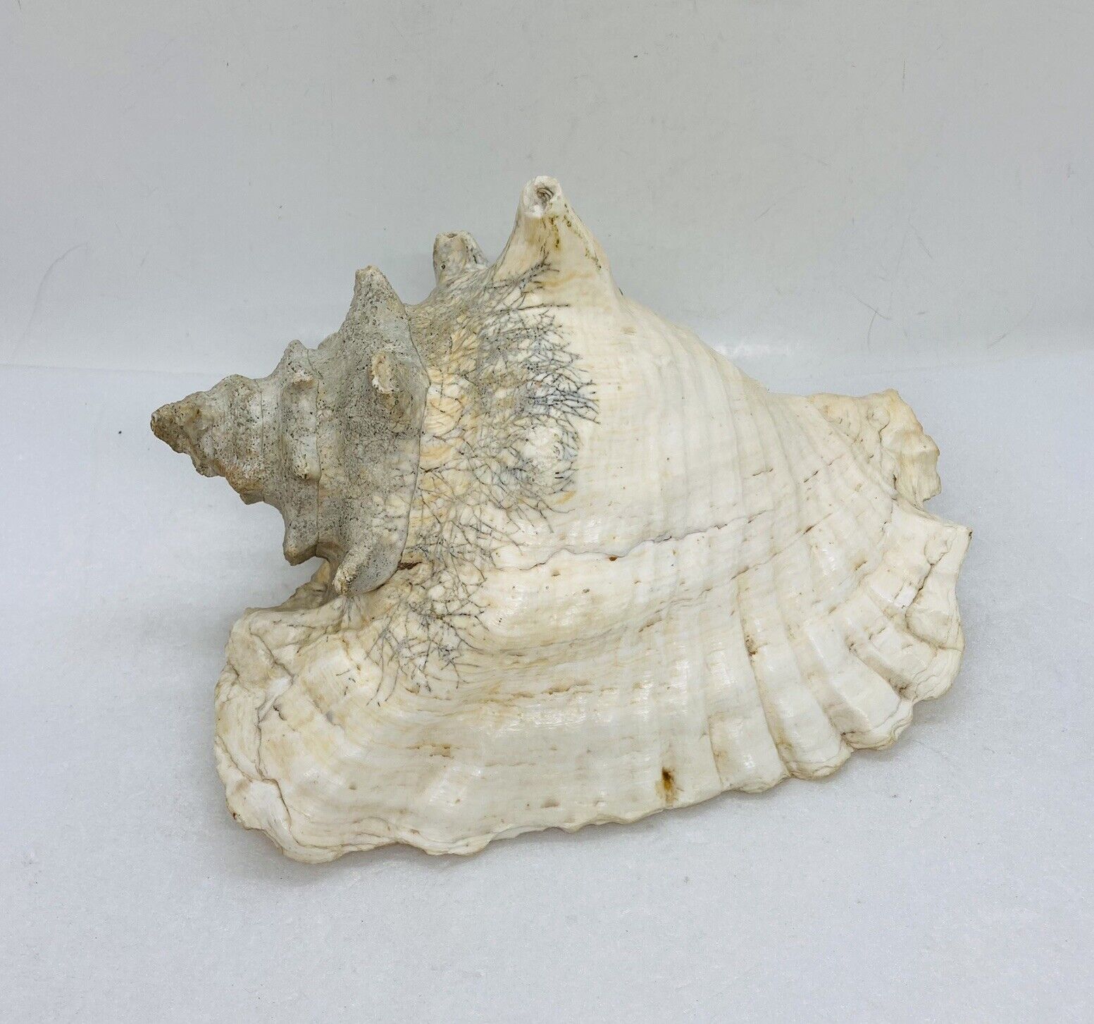 Vintage Large Queen Conch Sea Shell Natural Seashell Specimen Beach Art Decor 00