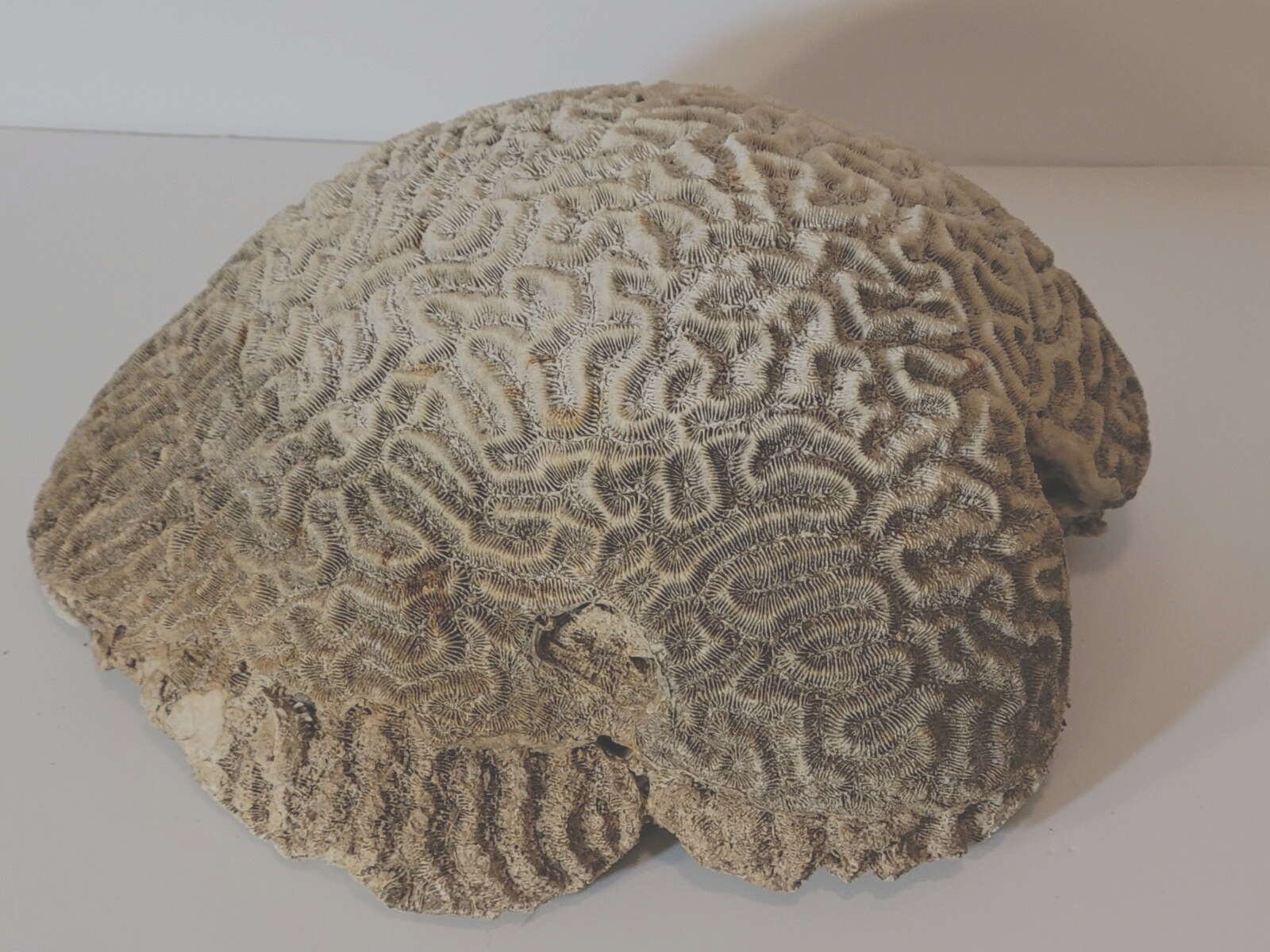 Brain Coral Large Heavy Natural Specimen 5+ Pounds