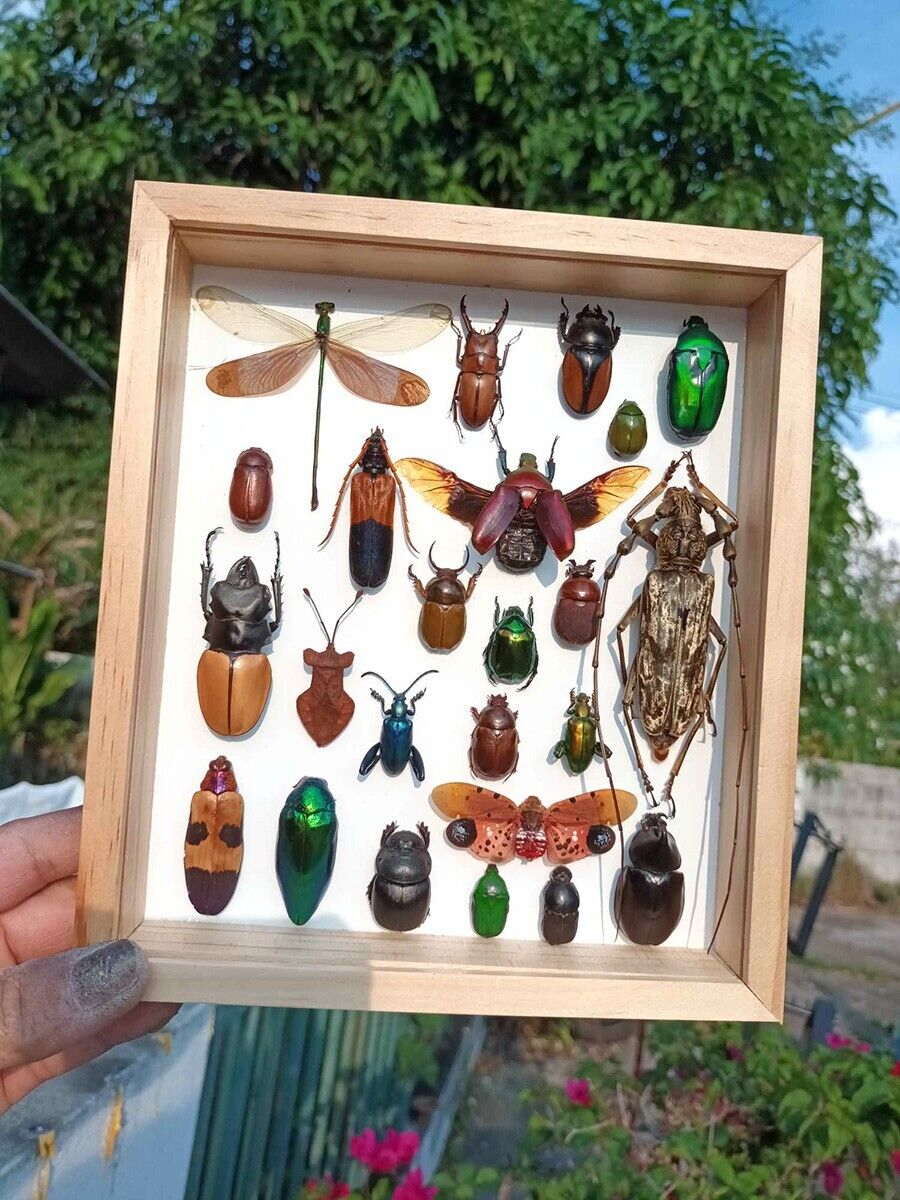 Real Insect Bug Butterfly Taxidermy Display Wood Framed Box Case Collection Gift