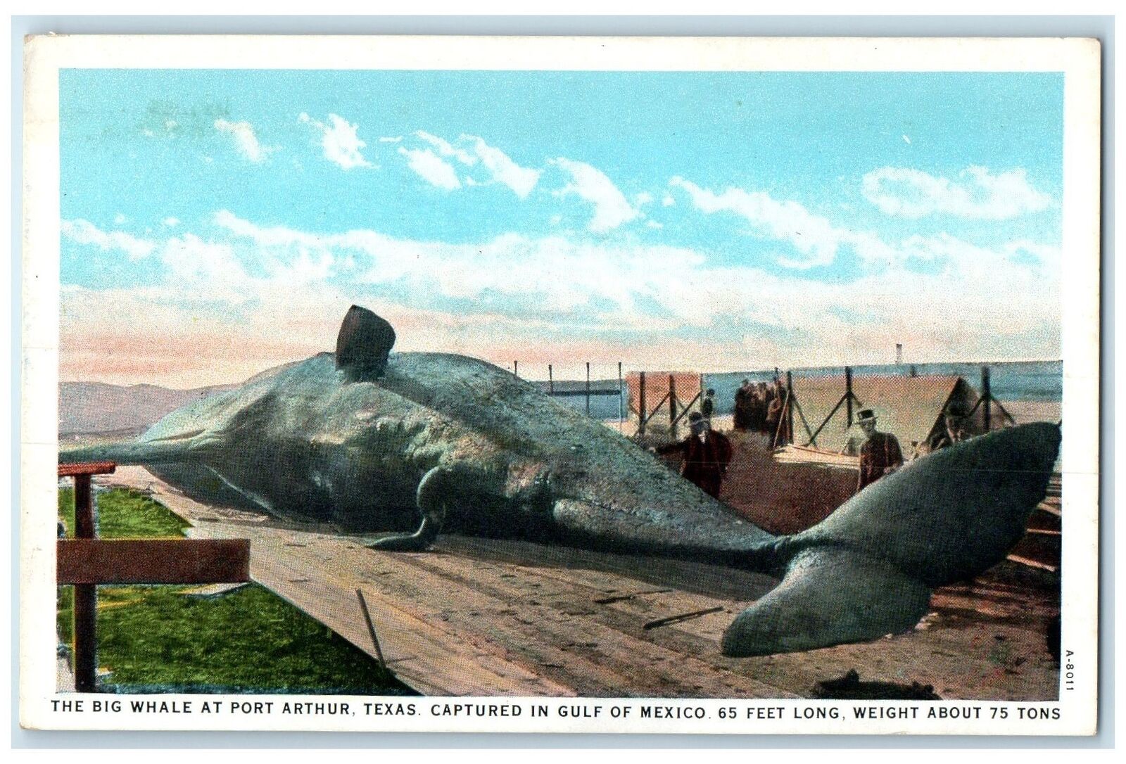 c1920's Big Whale Captured Mexico Gulf 65 Feet 75 Tons Port Arthur TX Postcard