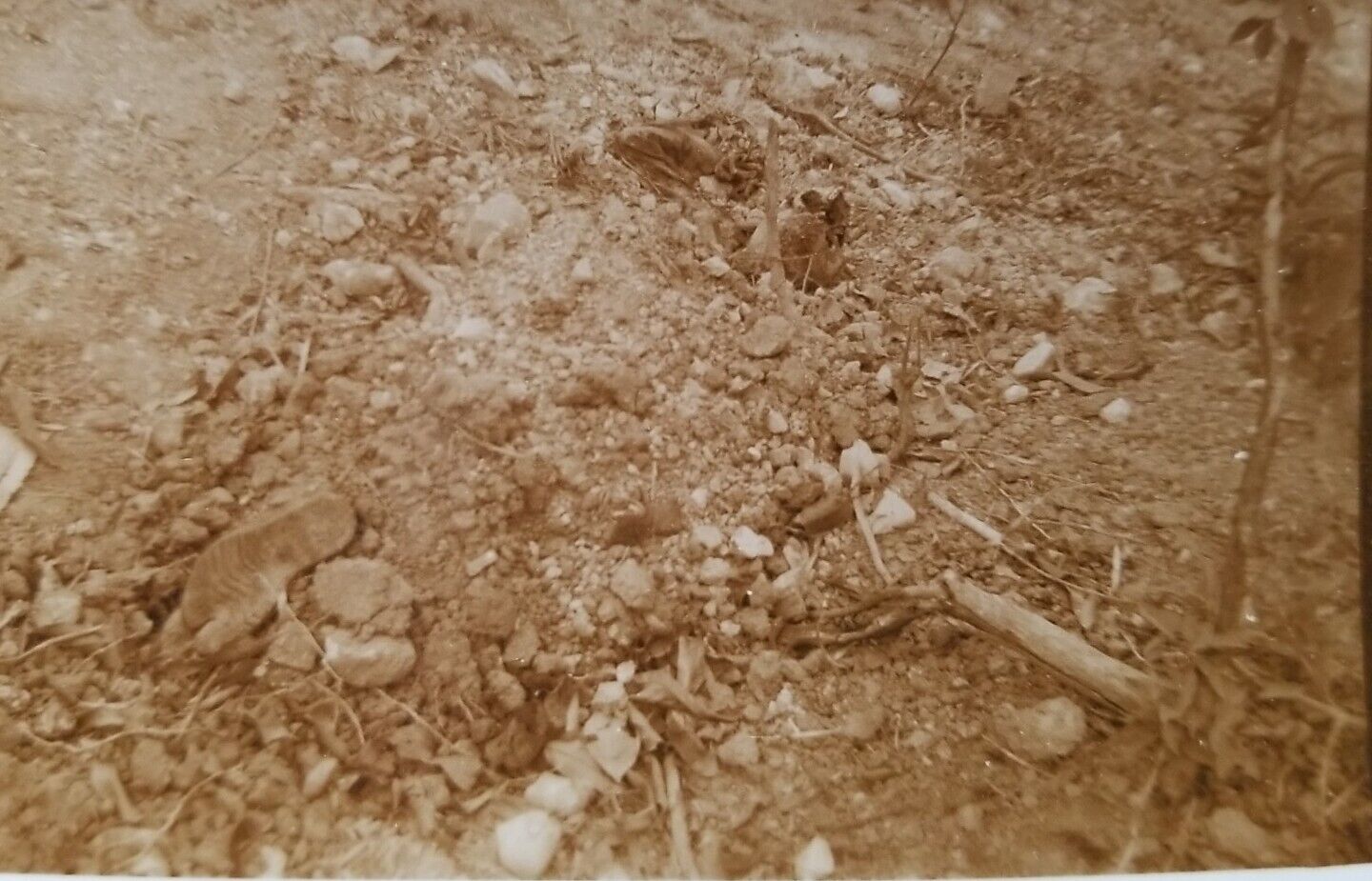 WW2 U.S. Soldiers PHOTO Of Shallow Grave With Shoe Sticking Out ~ Military 
