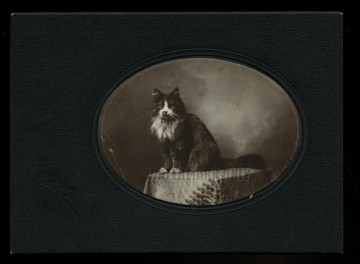 Antique Cabinet Photo of Harry Wetzel\'s Cat 1900s Victorian Era Pet Portrait