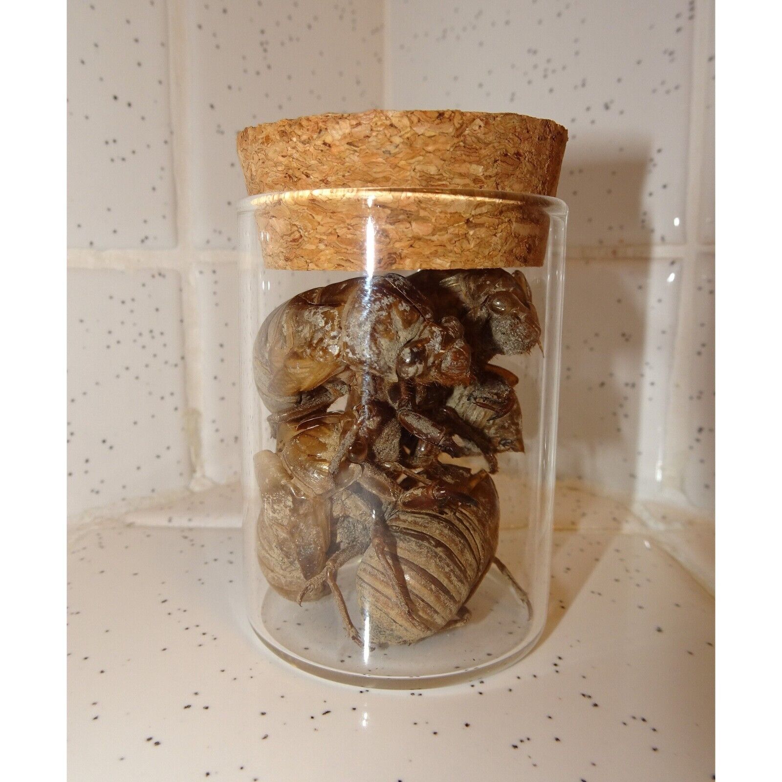 Glass Jar of Large Cicada Skins oddity curiosity nature enthusiasts insect molt