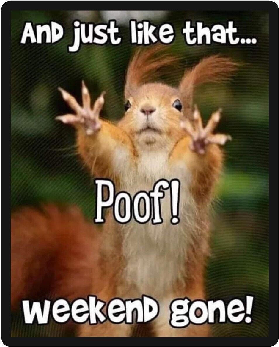 Funny Squirrel Humor Poof Weekend Gone Refrigerator Magnet