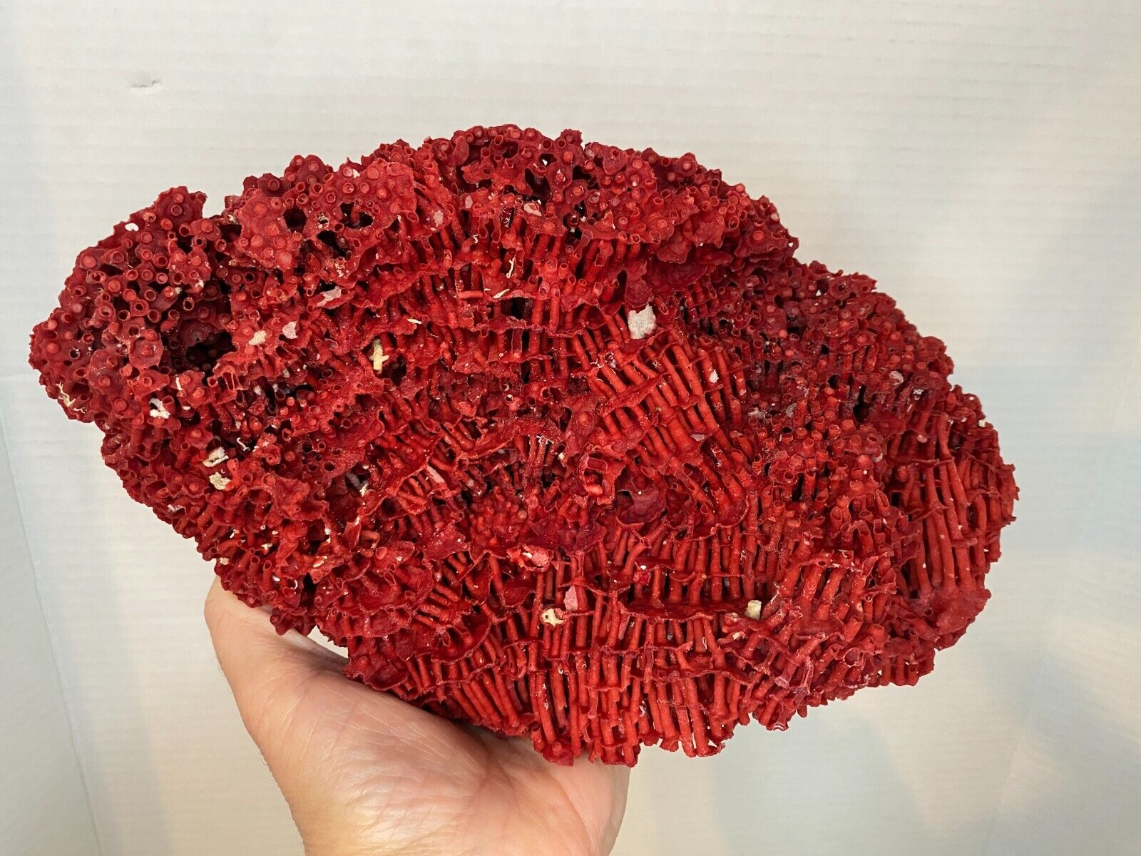 Natural Red Organ Pipe Coral Reef Specimen 9.5 in
