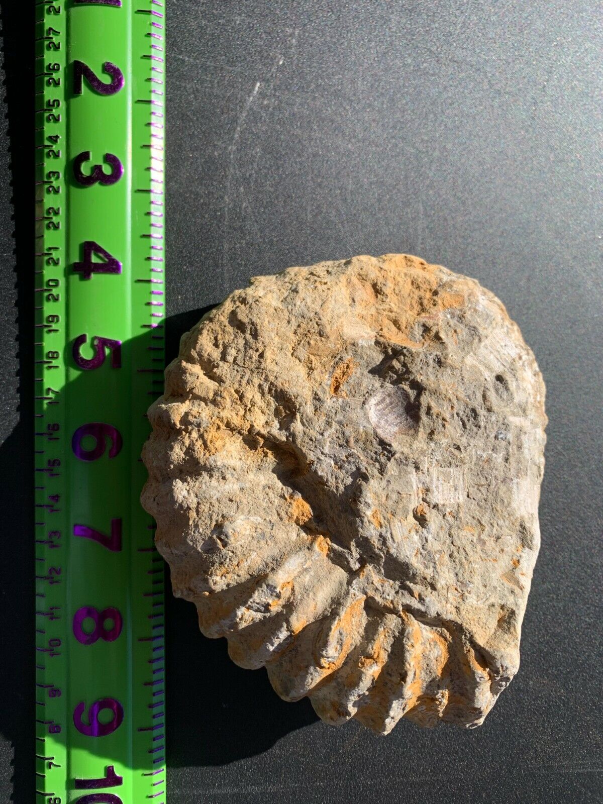 Ammonite fossil mine rough Nautiloid Cambrian Madagascar 3-5 inch FJ21