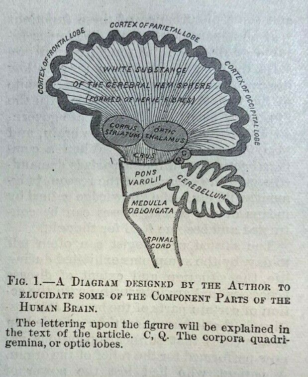 1885 Human Brain Architecture and Requirements illustrated