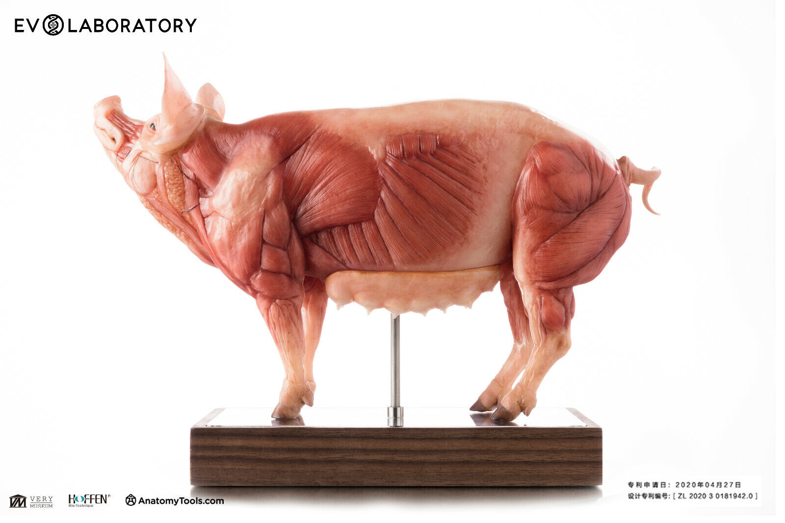 EVOLUTIO - 1/5 PIG ANATOMY PU Medical full color statue - 13.5 x 3.55 x 9.85 in