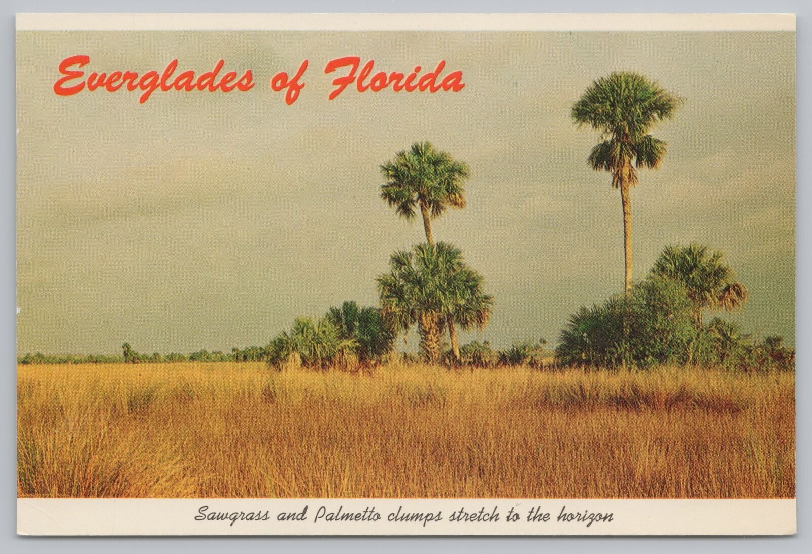 State View~Sawgrass & Palmetto Clumps In Florida Everglades~Vintage Postcard