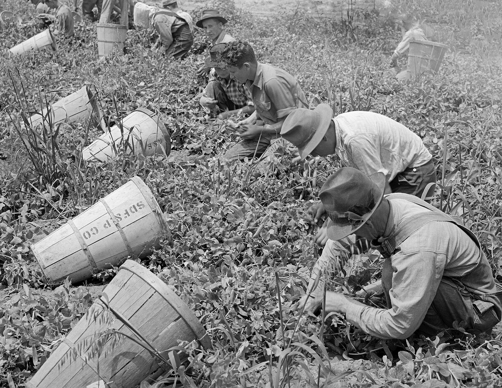 1941 Pea Pickers in the Field. Canyon County, Idaho Old Photo 8.5\
