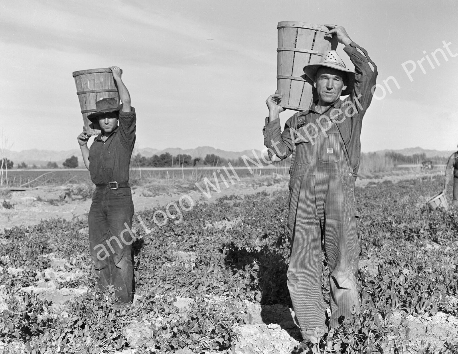 1939 Pea Pickers, Near Calipatria, California Old Photo 8.5\