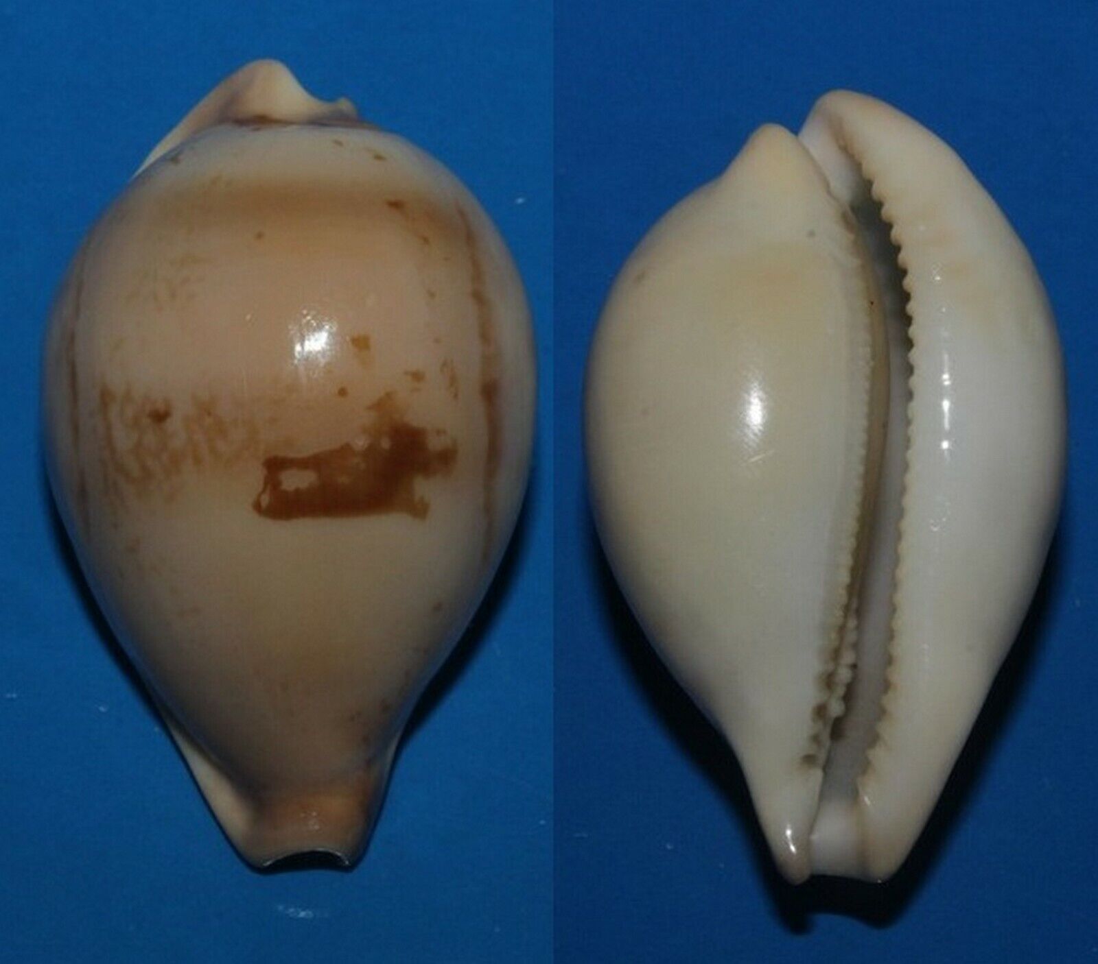 Tonyshells Seashell Cypraea hirasei COWRY SNAIL PHILIPPINE HIRASEI 43mm F+++/GEM