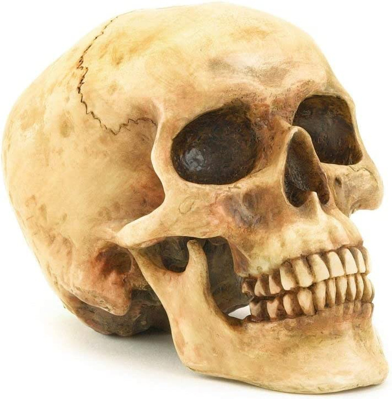 Grinning Highly Realistic Replica Human Skull Statue Home Décor 6.5x4.25x4.6\