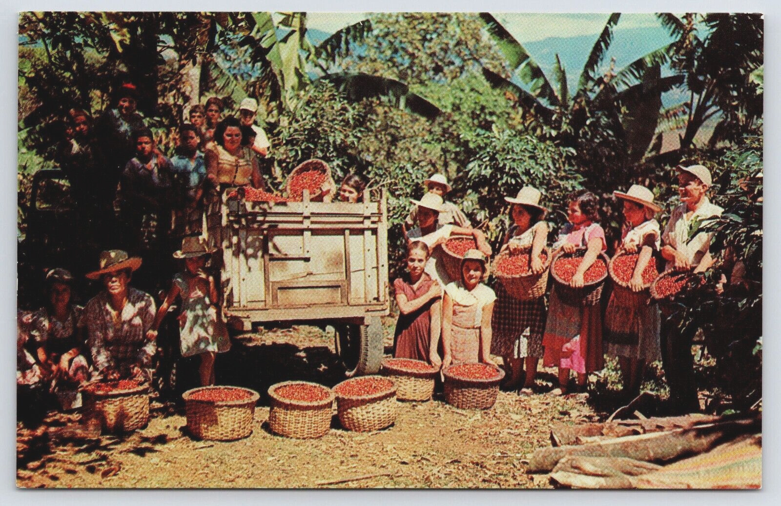 Community Coffee Bean Harvest Ox Cart Banana Trees Costa Rica Vtg Postcard C15