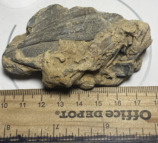 Natural Fossil Clump w/ Scallop (Chesapecten) Shells in stone, found in Maryland