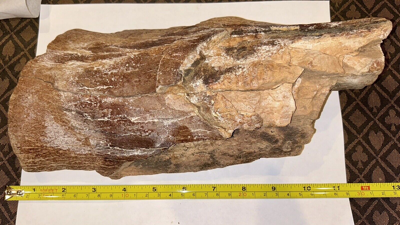 Fossil Ice Age Proboscidean Bone