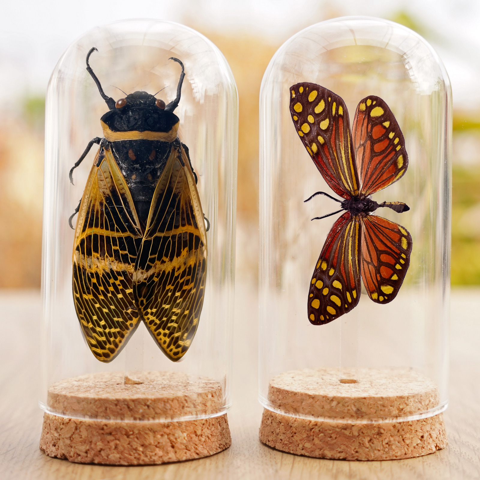2 Real Dried Cicada & Butterfly Specimen Insect Glass Dome Gothic Art Decor