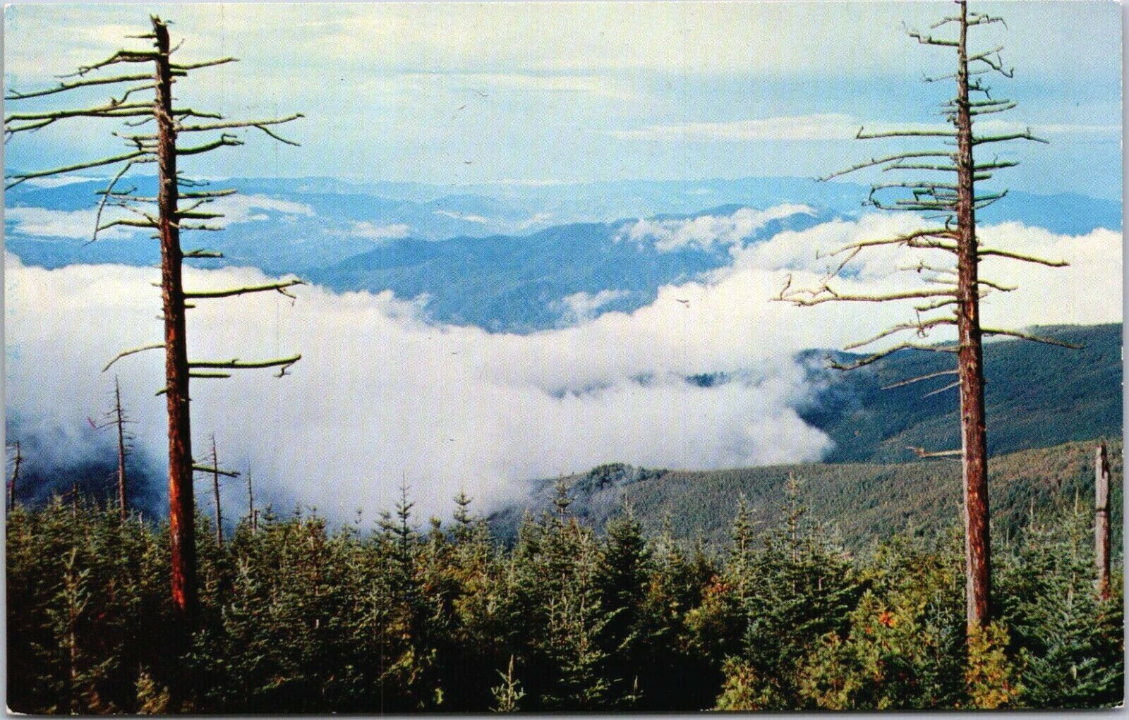 Postcard Clingmans Dome Low Clouds View Great Smokey Mountain National Park   