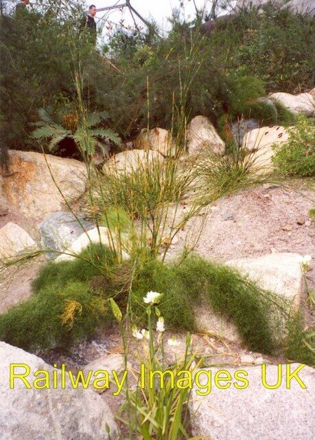 Photo - Drought-tolerant plants (3) Eden Project St Blaise CP c2002