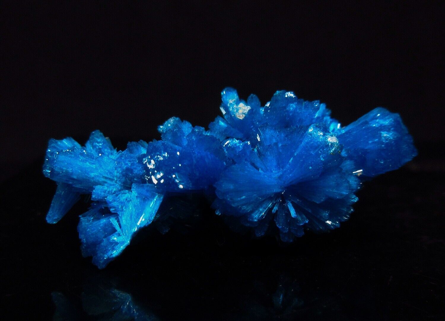 Cluster of bows of dark blue Cavansite  (non precious natural stone) # 2223