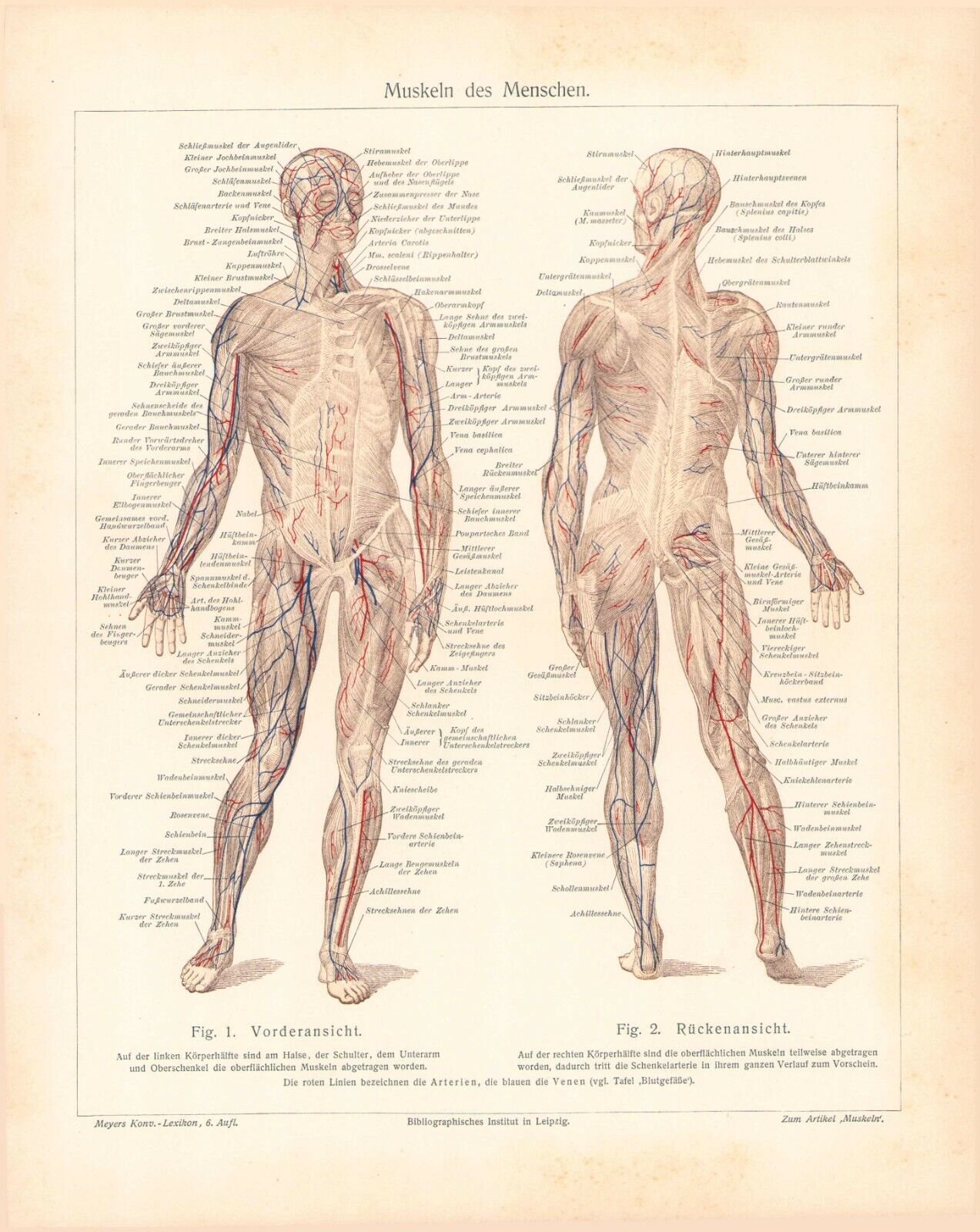 1905 ANATOMY PHYSIOLOGY ENGRAVING ILLUSTRATION PRINT 10pgs CENTERFOLD