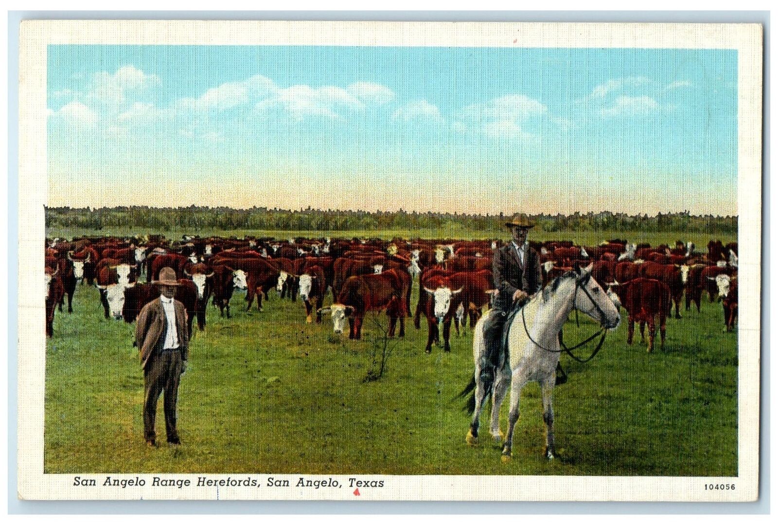 c1940 San Angelo Range Herefords Group Of Cow Man Horse Riding Texas TX Postcard