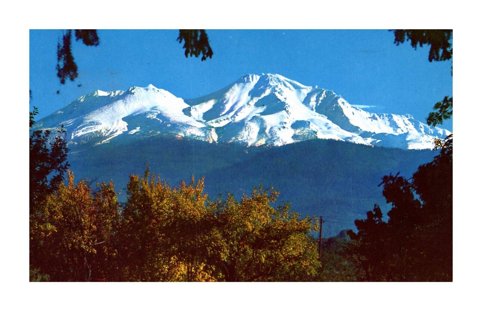 Postcard Mt. Shasta California Majestically Rises 14161 ft. above sea level C-20