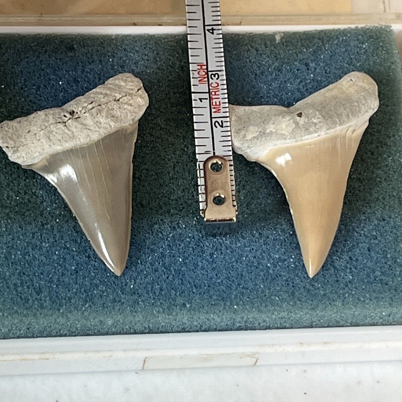 Lot Of Two Nice Isurus Hastalis “Mako” Shark Tooth Fossil Glossy