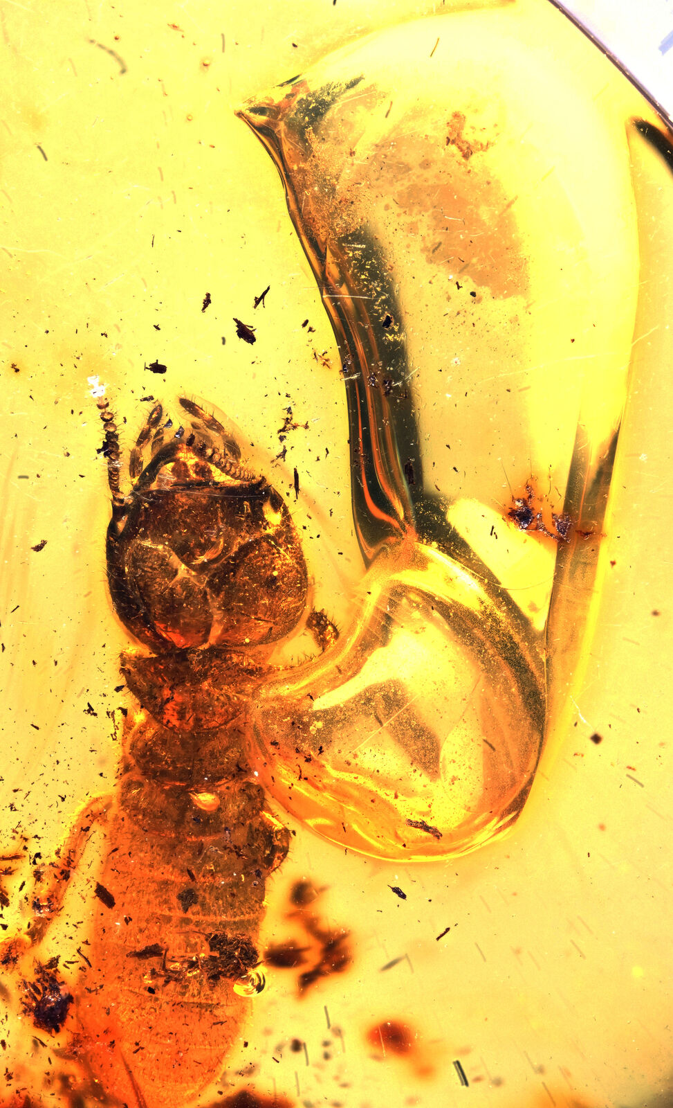Methane Isoptera (Termite), Fossil Inclusion in Dominican Amber
