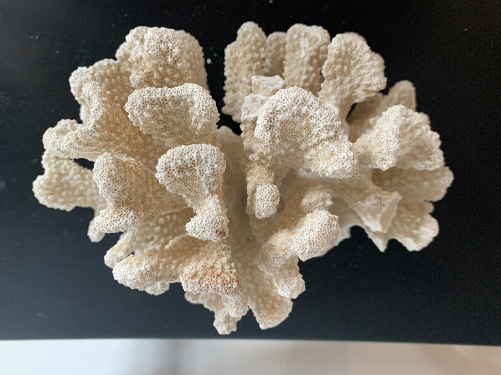 Coral Natural White Reef Home Decoration Aquarium Very Large 6.5-8.0 in.  1kg