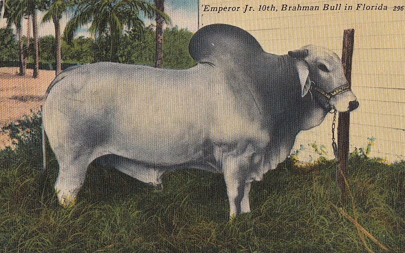 Postcard Cow Emperor Jr 10th owned TP Chaires Jr Bradenton FL 