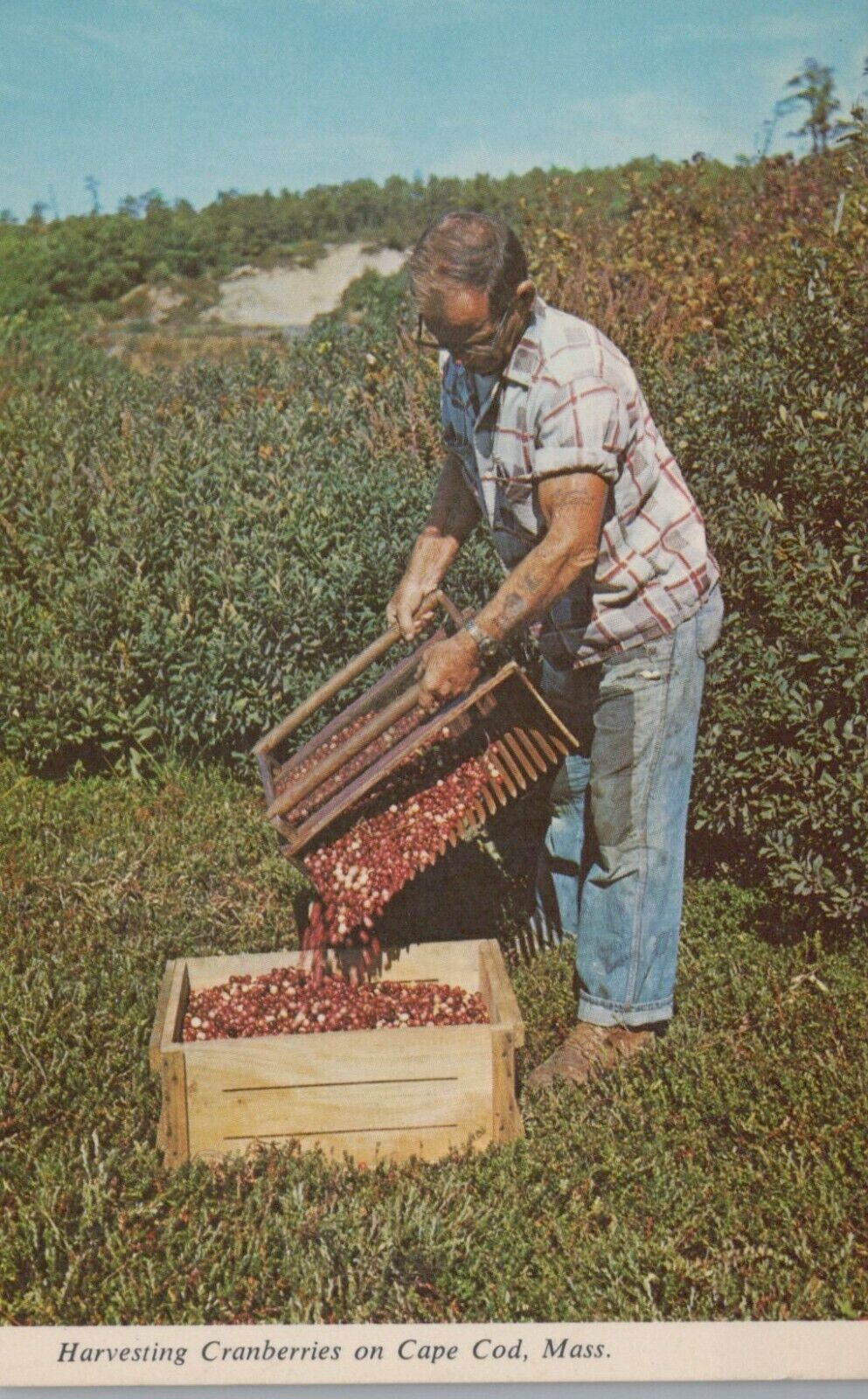 Harvesting Cranberries On Cape Cod Massachusetts Vintage Chrome Post Card