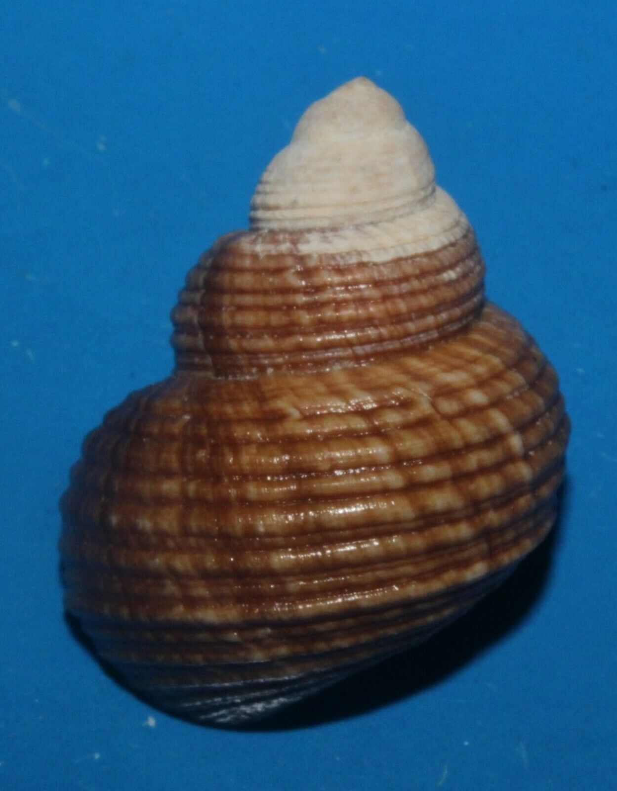 Tonyshells Freshwater Snail Viviparus mainitensis 30mm F+++/gem Superb 
