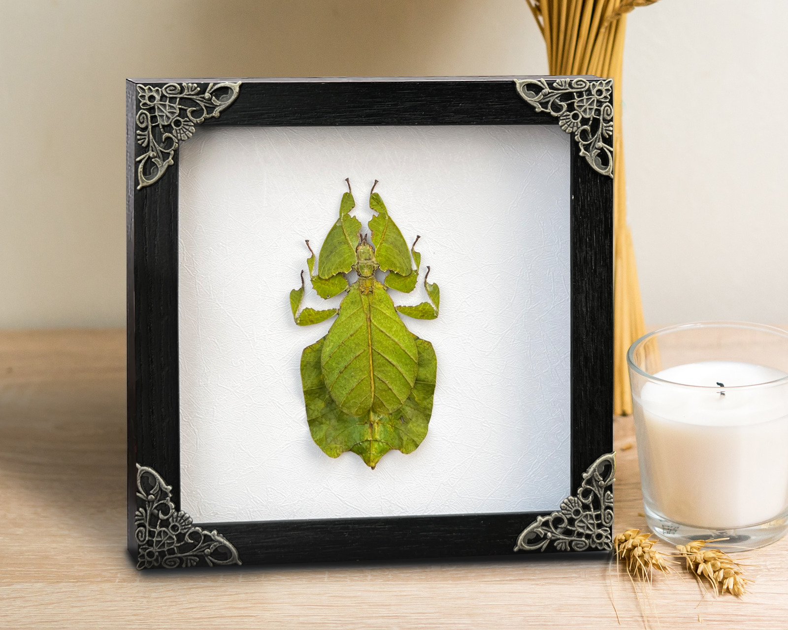 Taxidermy Walking Leaf Insect Framed Real Insect Art Decor Gift For Mom