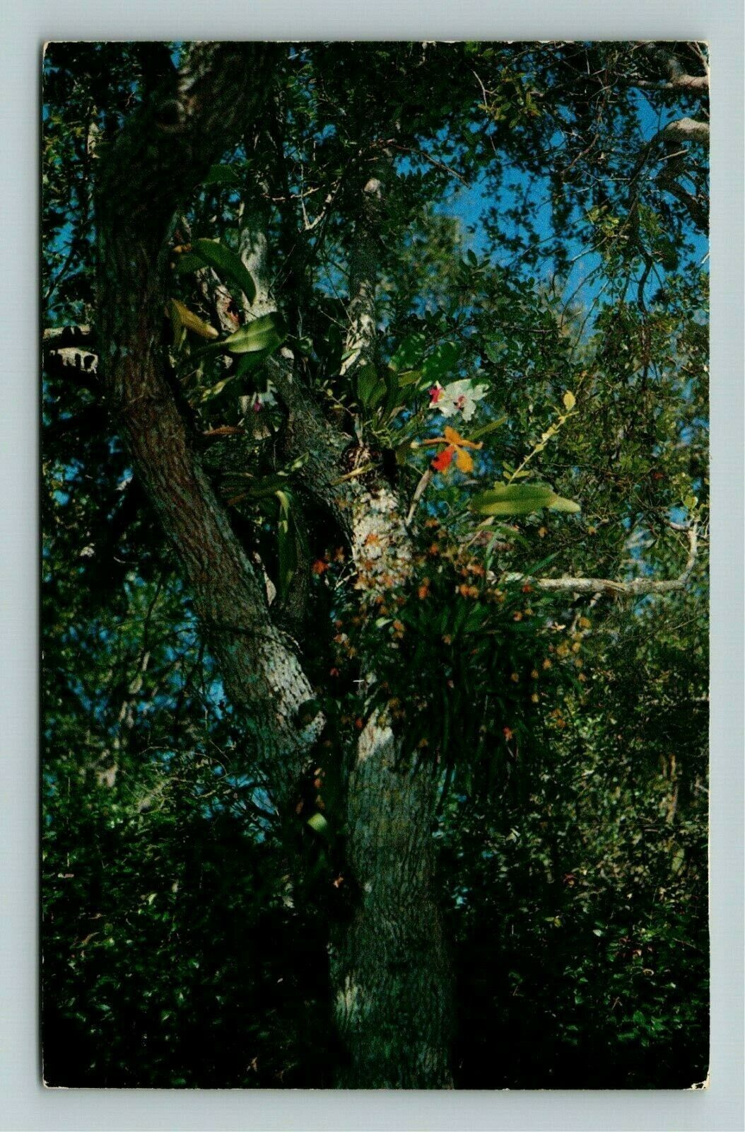 Miami FL-Florida, Fairchild Tropical Garden, Live Oaks, c1965Postcard