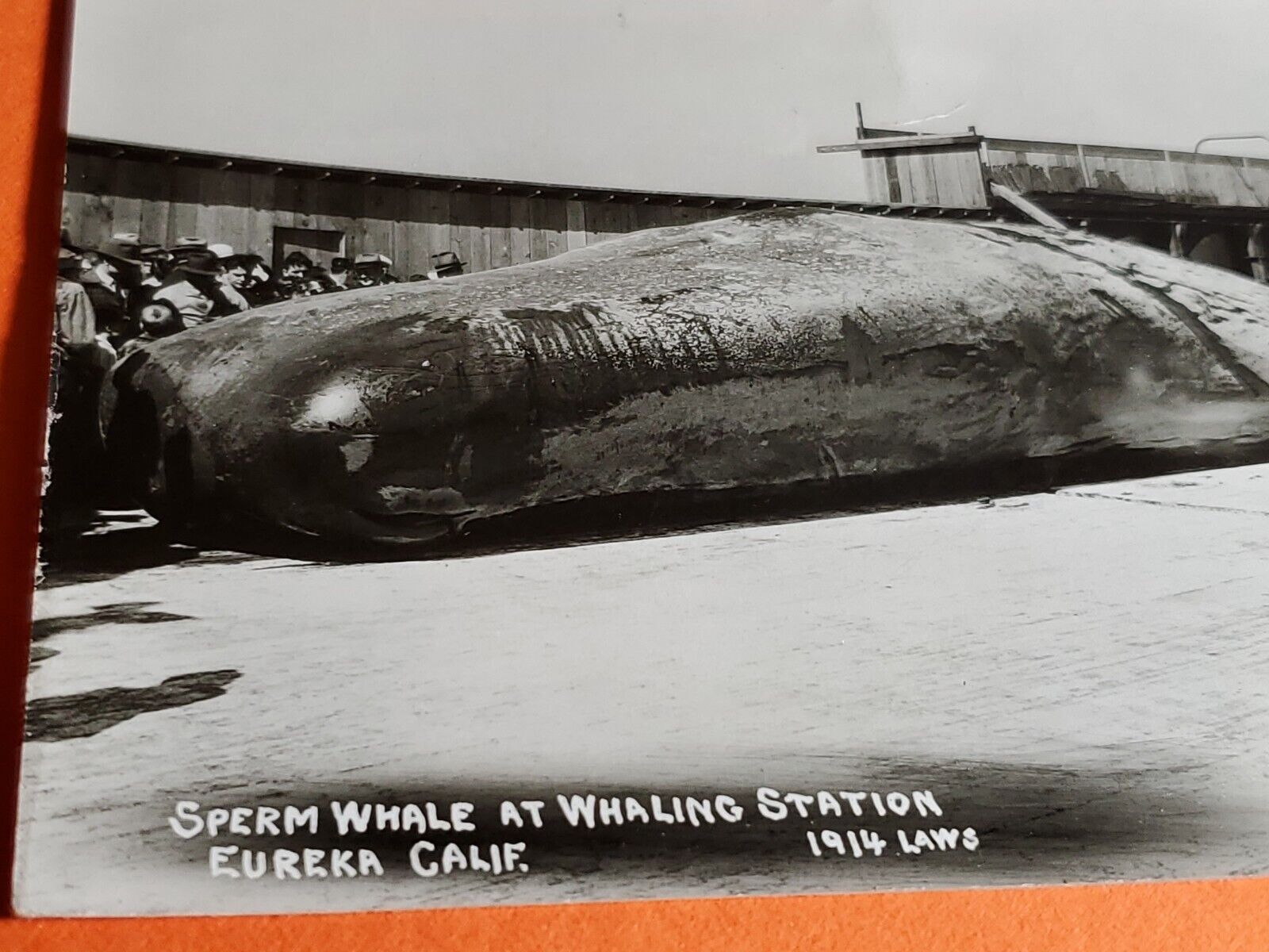 VTG Sperm Whale Caught RPPC Whaling Station Eureka CA. by Laws 1914 rph2