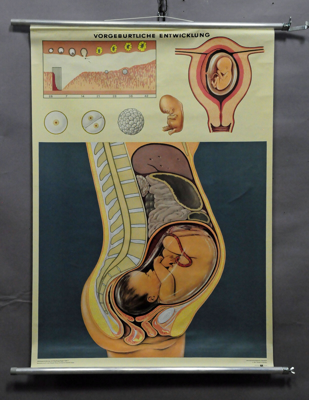 vintage poster wall chart gynecology waiting room prenatal development baby