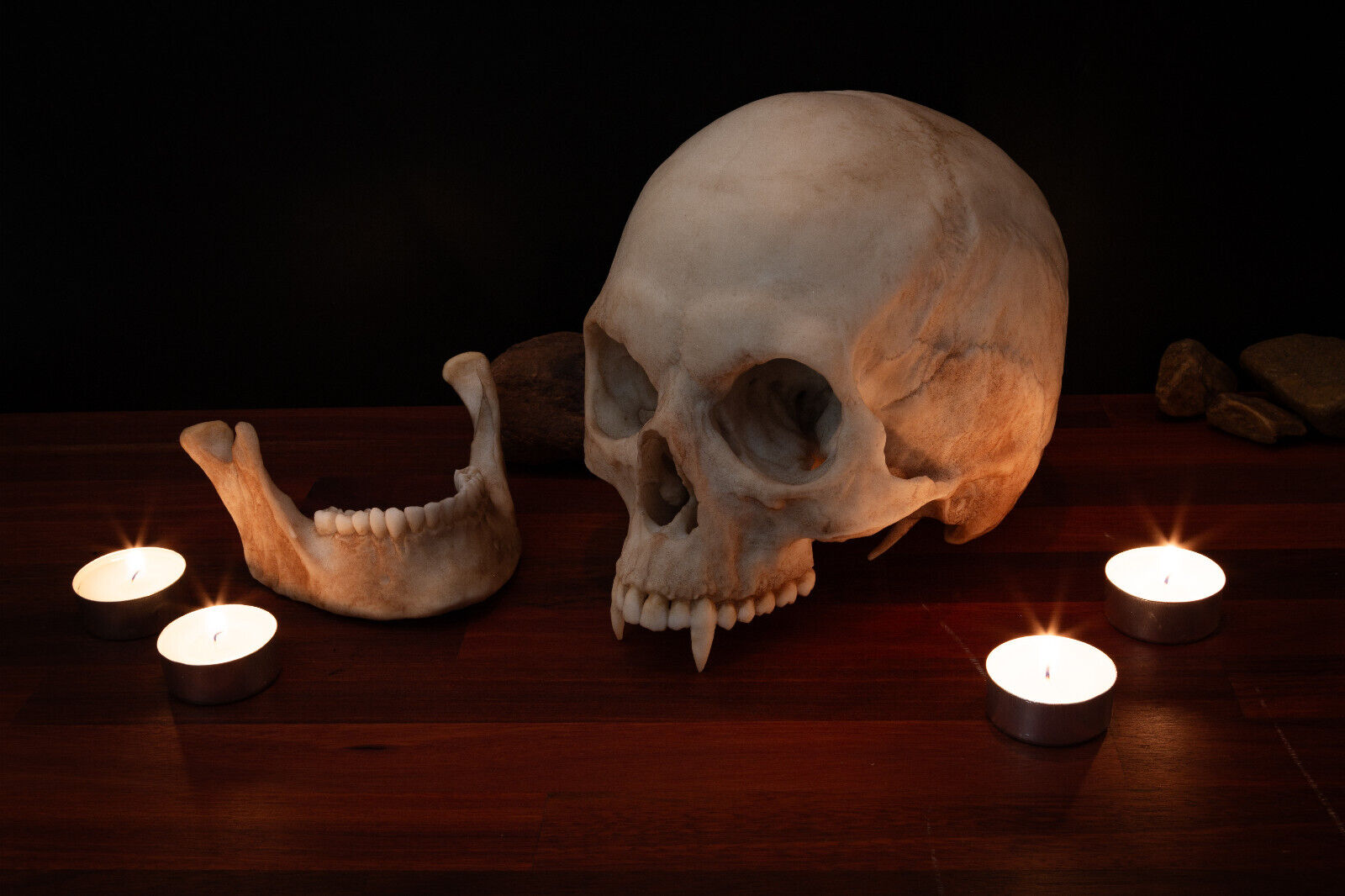 Vampire Skull - life sized - super detailed - Resin Printed High Quality Piece.