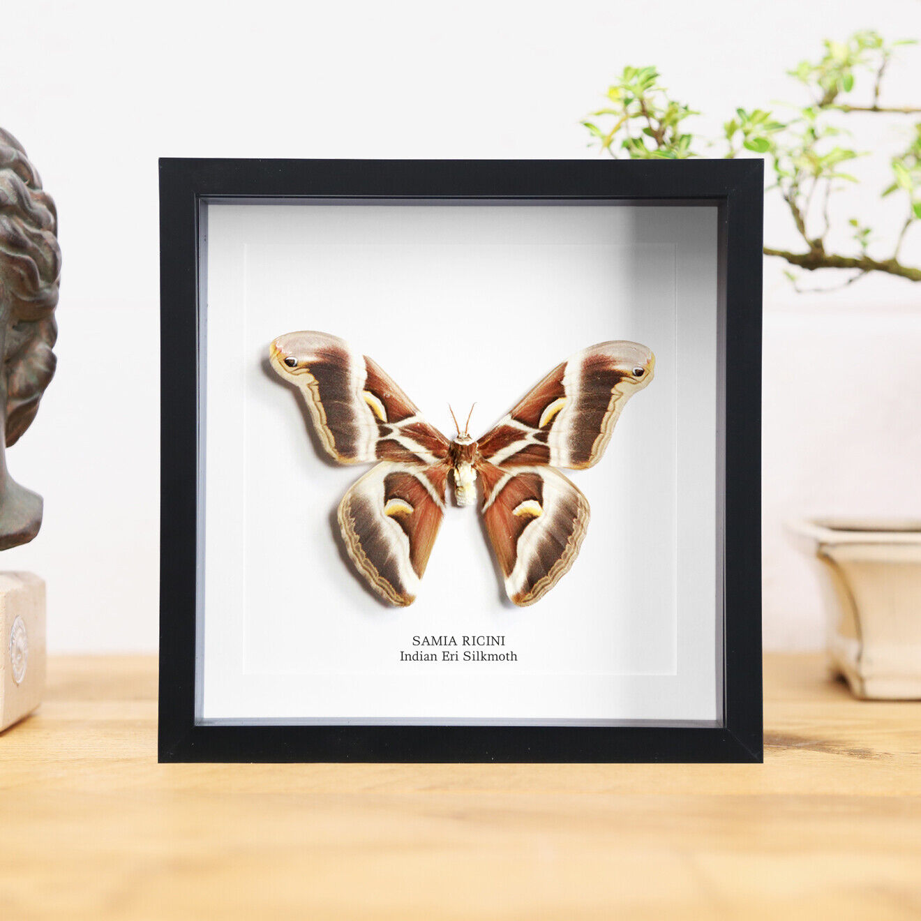  Indian Eri Silkmoth (Samia cynthia ricini)  Butterfly Frame / Home Decor
