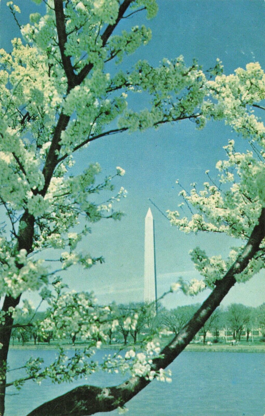 Washington DC, Washington Monument & Cherry Blossoms Blooming, Vintage Postcard
