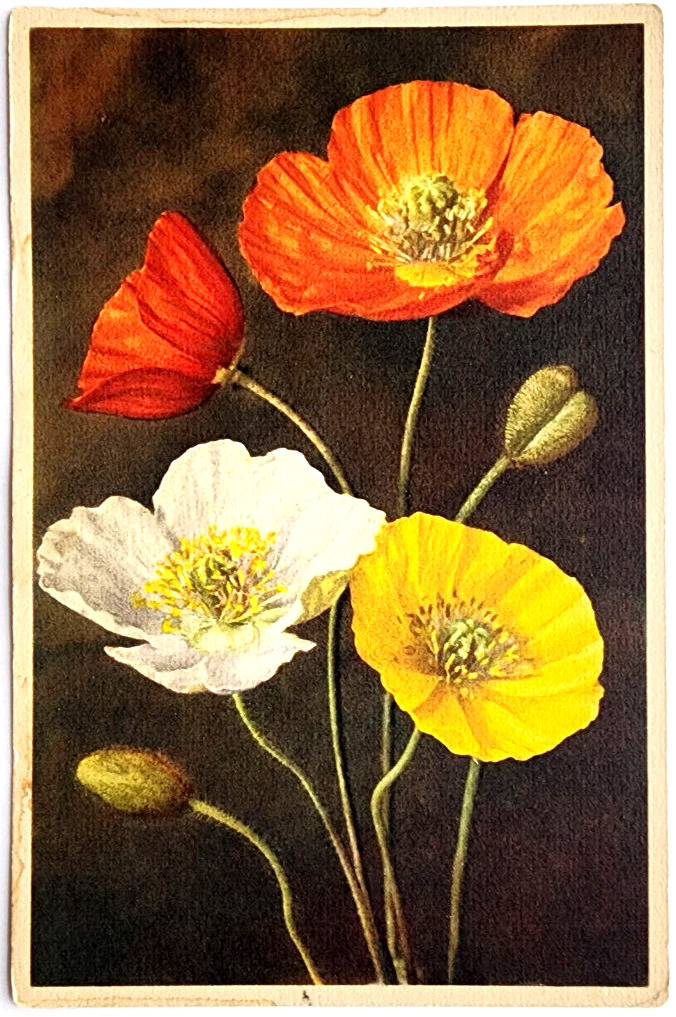 Vintage Postcard, Poppies